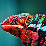 profile-pic